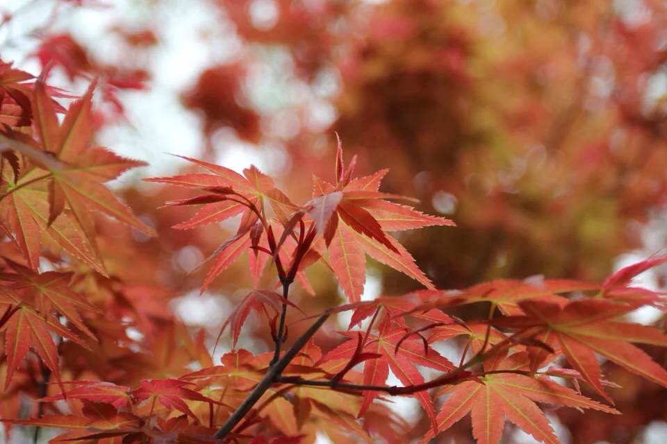 洛阳红叶