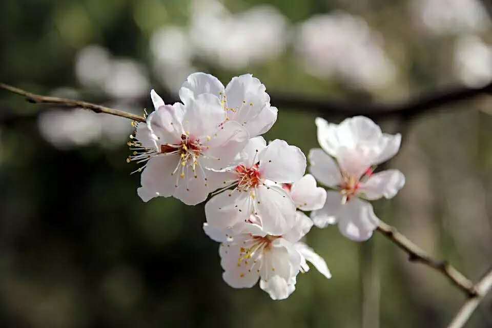玉渊潭樱花