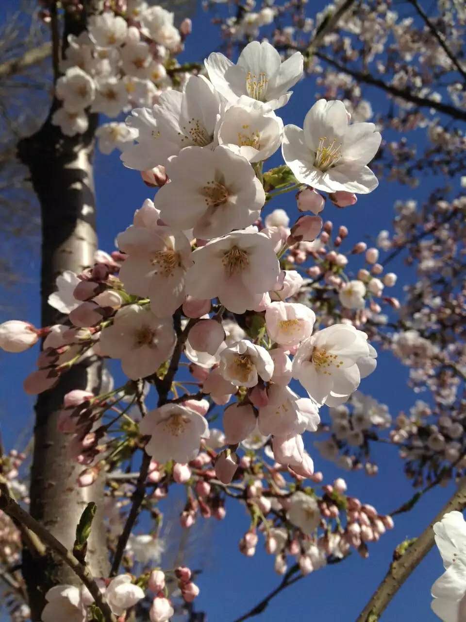 玉渊潭樱花