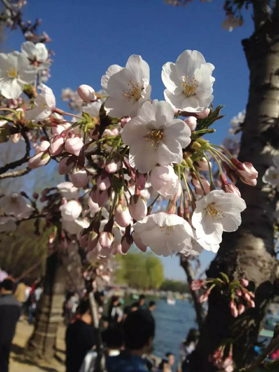 玉渊潭樱花